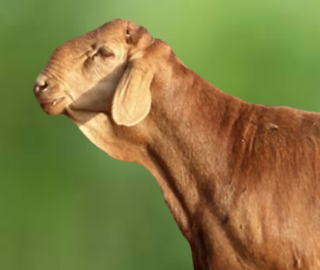 ذبائح سواكني