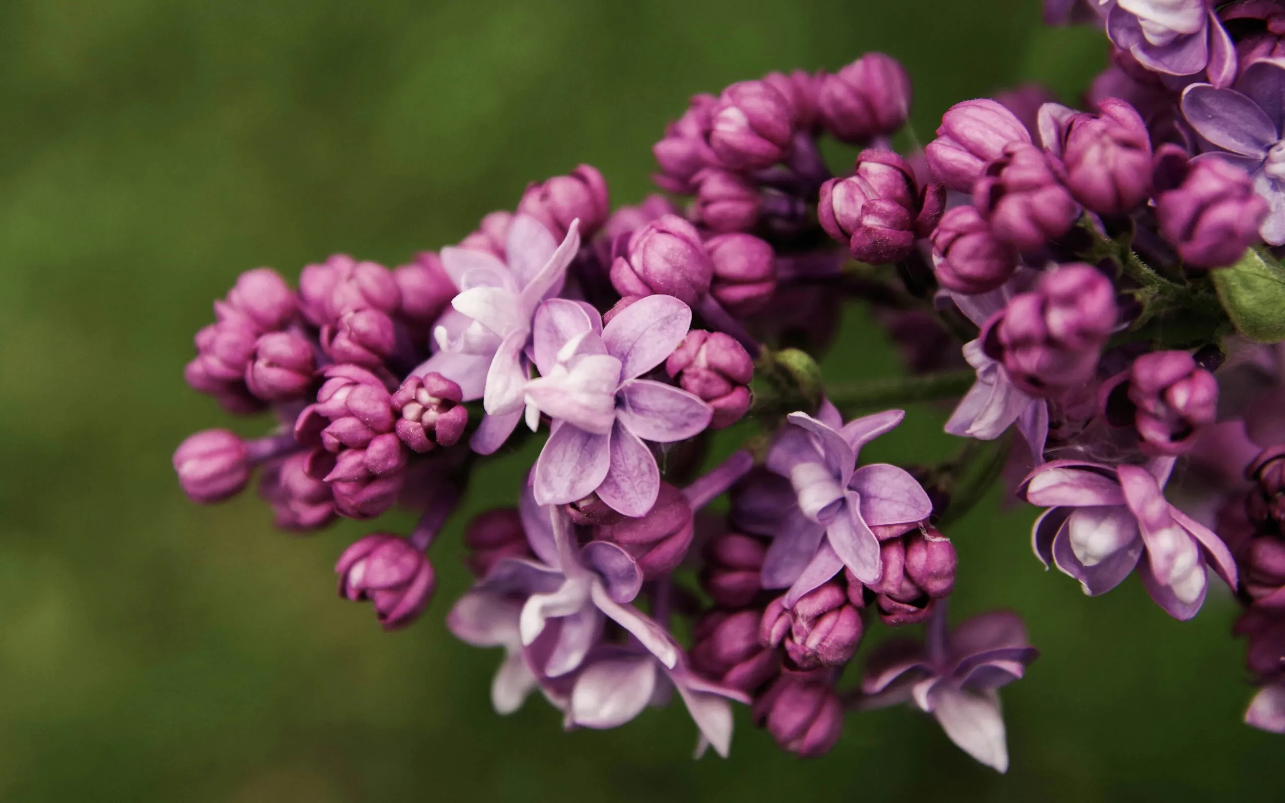 Detailed view of blooming lilac with vibrant purple petals against a green background.